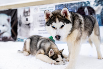 Two playing siberian husky dogs outdoor. Two Siberian Husky dogs looks forward sitting on the snowy shore frozen river. Cute portrait beautiful dogs