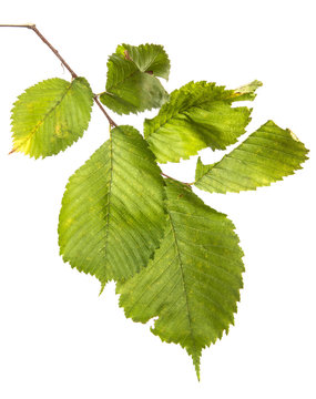Elm tree branch with green leaves, isolate. Green foliage on branches, on an isolated white background