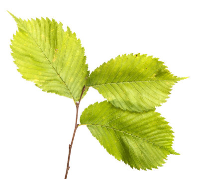 Elm tree branch with green leaves, isolate. Green foliage on branches, on an isolated white background