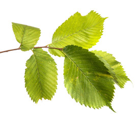 Elm tree branch with green leaves, isolate. Green foliage on branches, on an isolated white background