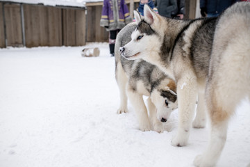 Two playing siberian husky dogs outdoor. Two Siberian Husky dogs looks forward sitting on the snowy shore frozen river. Cute portrait beautiful dogs