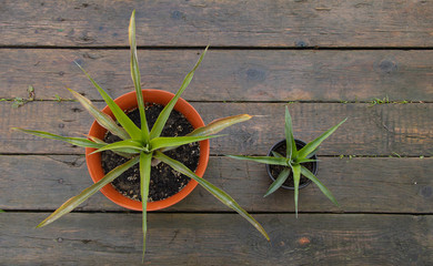 Two pineapples on wooden background, one big and another one little