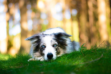 Beautiful blue merle border collie dog with blue eyes lying in the park.
