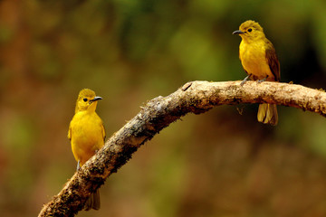 Yellow browed bulbul, Acritillas indica, Ganeshgudi, Karnataka, India