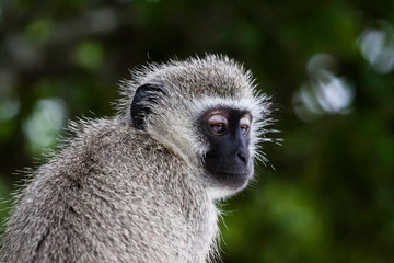 Vervet Monkey (Chlorocebus pygerythrus)