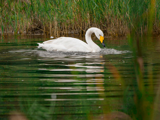 Cygne et gouttes d'eau