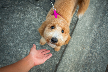 A golden doodle looks up for a pet from an outstretched hand