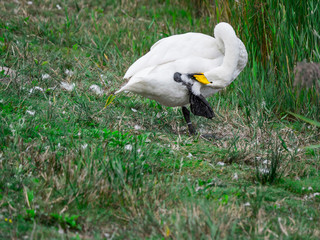 Cygne et souplesse