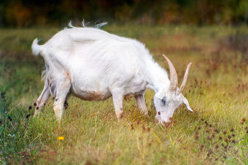 White  goat with horns on a  grass
