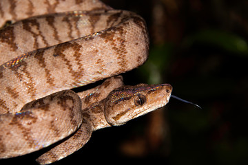 Garden tree boa (Corallus hortulanus)