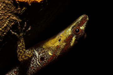 Trinidad gecko (Gonatodes humeralis)