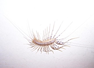 house centipede on wall