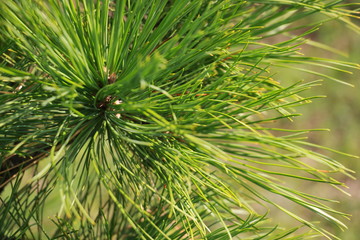 needles of a pine cedar