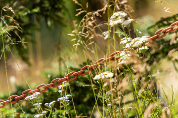 Old rusted iron chain, blurred background with plants