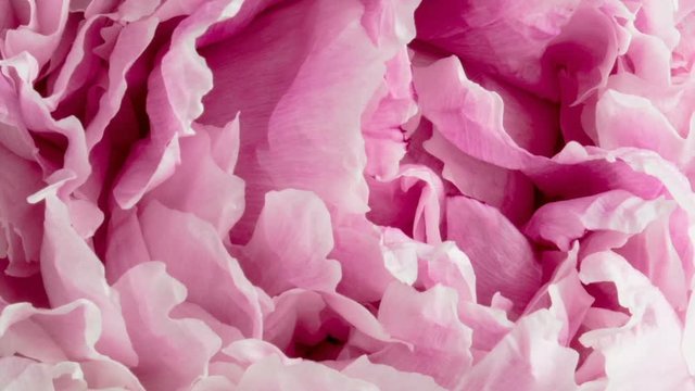 Beautiful pink Peony background. Blooming peony flower open, time lapse, close-up. Wedding backdrop, Valentine's Day concept. video timelapse