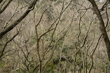 枯れ木　寒々しい　落葉　冬の風景