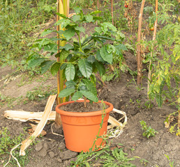 Arabica coffee tree growing in a pot