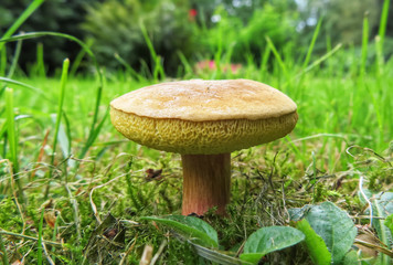 closeup of xerocomellus, an edible mushroom 