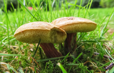 closeup of two xerocomellus, edible mushrooms