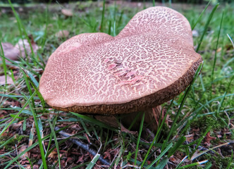 closeup of a big xerocomellus, an edible mushroom