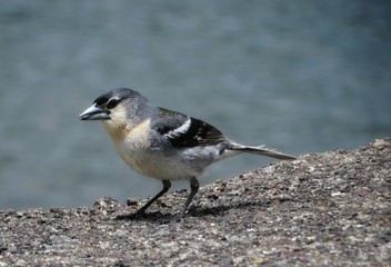 Azores common chaffinch with blue feathers