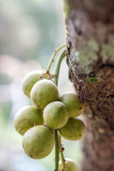 bunch of grapes on vine