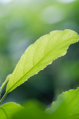 green leaf with drops of water