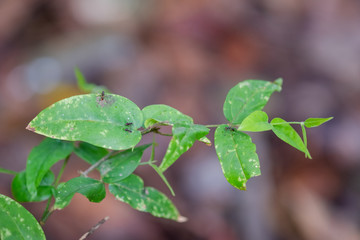green leaves of a tree