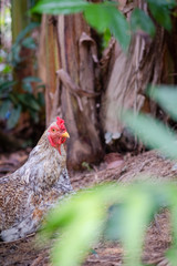 rooster and hen