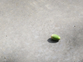 autumn: an acorn laying on a gray concrete stone