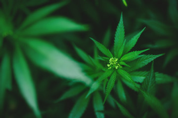 Green fresh marijuana bush outside.