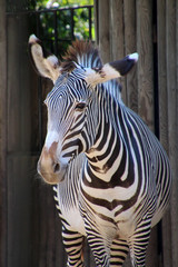 A zebra at Rome Zoo