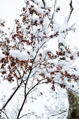 紅葉の木に積もった雪です