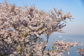 海と桜