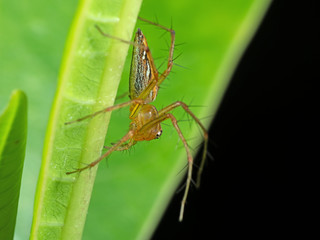Macro Photo of Jumping Spider on Green Leaf