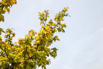Young green ume plum fruit on a tree., Japan plum.