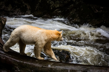 spirit bear