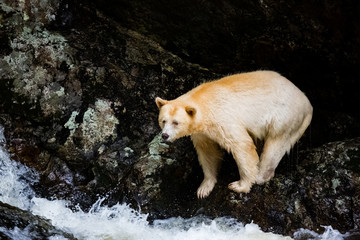 spirit bear