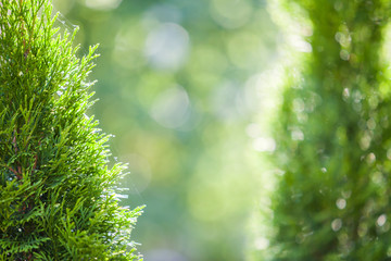 Closeup of green christmas leaves of thuja tree on green bokeh background. Twig of occidentalis ...