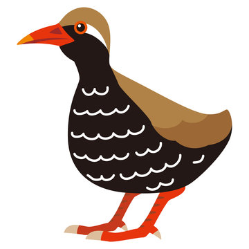 ヤンバルクイナ Images – Browse 171 Stock Photos, Vectors