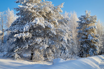 Tree covered snow in a winter forest in a sunny day