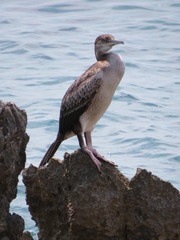 Bird on a rock in water
