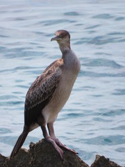Bird on a rock in the sea Rab croatia