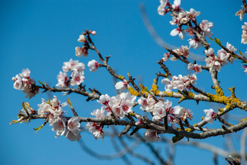 Blühender Mandelbaum auf spanischer Insel Mallorca im Frühling