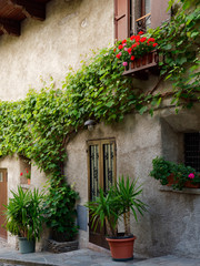 Fototapeta na wymiar beautiful window with greenery on the wall of an italian house