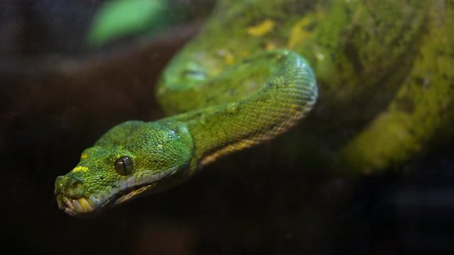 Green tree python on the tree, Chiangmai Thailand