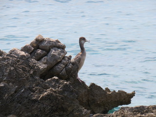 Rock in the sea with a bird behind