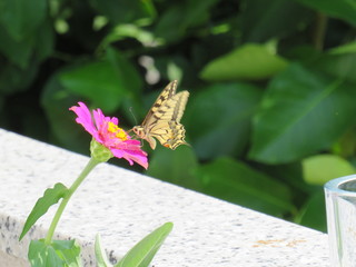 butterfly on flower