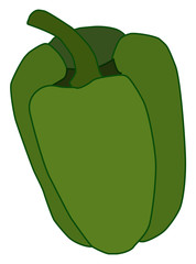 Green bell pepper. Delicious paprika vector drawn in graphic style isolated on white background.