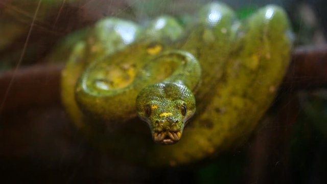 Green tree python on the tree, Chiangmai Thailand